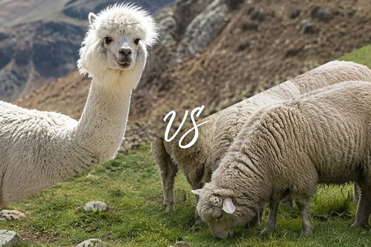 alpaca and sheep shown side by side for comparing wool sock materials